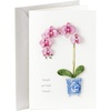 Orchid