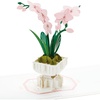 Pop Up  Orchid