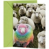 Rainbow Sheep