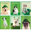 St. Patrick's Day Punny Pets Card Assortment