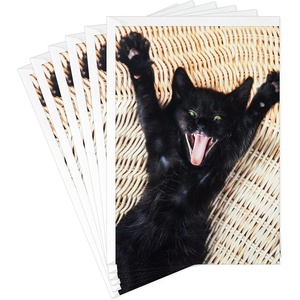 Hallmark Pack of Funny Birthday Cards, Excited Cat (6 Birthday Cards with Envelopes)(Black Cat)